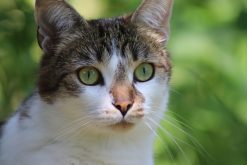 Alimenti secchi per Gatti