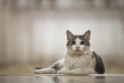 Gatto