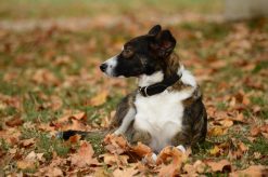 Alimenti secchi per Cani
