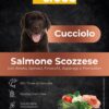 superfood salmone cucciolo